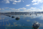 Allevamenti di cozze di Taranto nel Mar Grande controllati da Arpa Puglia