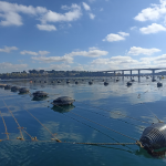 Allevamenti di cozze di Taranto nel Mar Grande controllati da Arpa Puglia