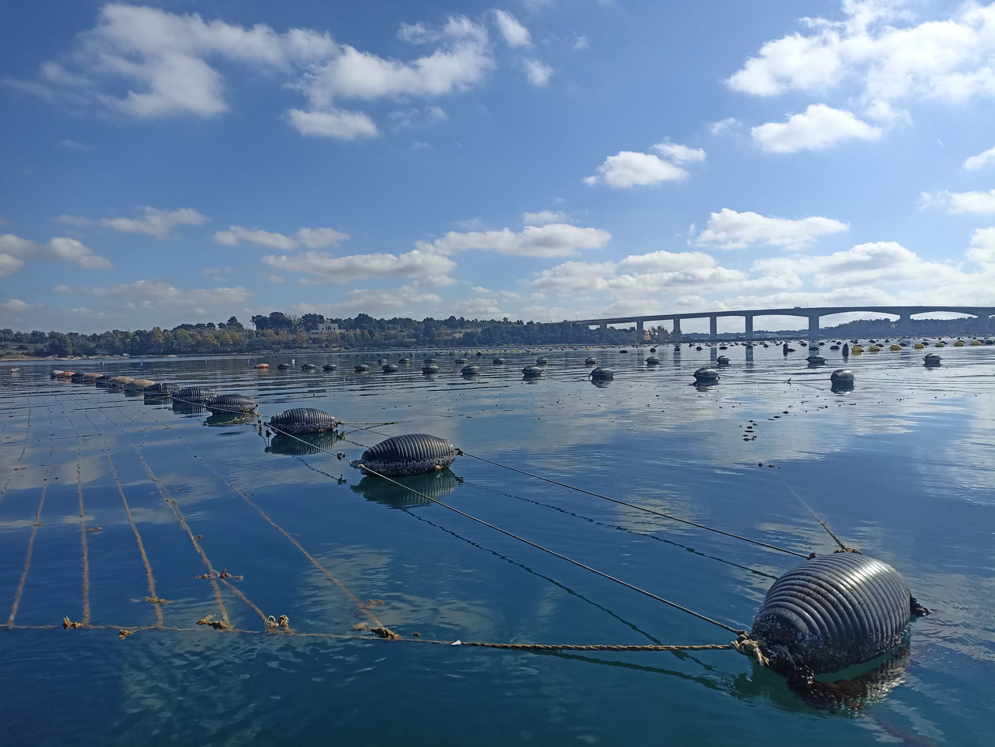 Allevamenti di cozze di Taranto nel Mar Grande controllati da Arpa Puglia