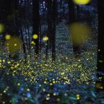 osservazione delle lucciole e degli insetti nell’oasi WWF Monte Sant’Elia