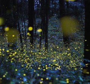 osservazione delle lucciole e degli insetti nell’oasi WWF Monte Sant’Elia