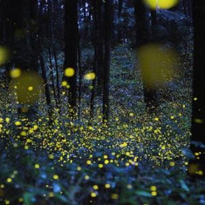 osservazione delle lucciole e degli insetti nell’oasi WWF Monte Sant’Elia