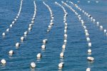 Resti di mitili rubate a Taranto, danno alla sperimentazione mitilicoltura