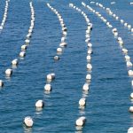 Resti di mitili rubate a Taranto, danno alla sperimentazione mitilicoltura