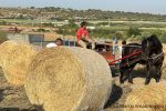 Dimostrazione della mietitura del grano a Grottaglie con contadini in abiti tradizionali