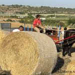 Dimostrazione della mietitura del grano a Grottaglie con contadini in abiti tradizionali
