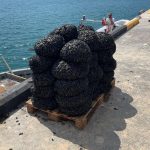sequestrati 680 kg di cozze allevate illegalmente nel Mar Piccolo di Taranto