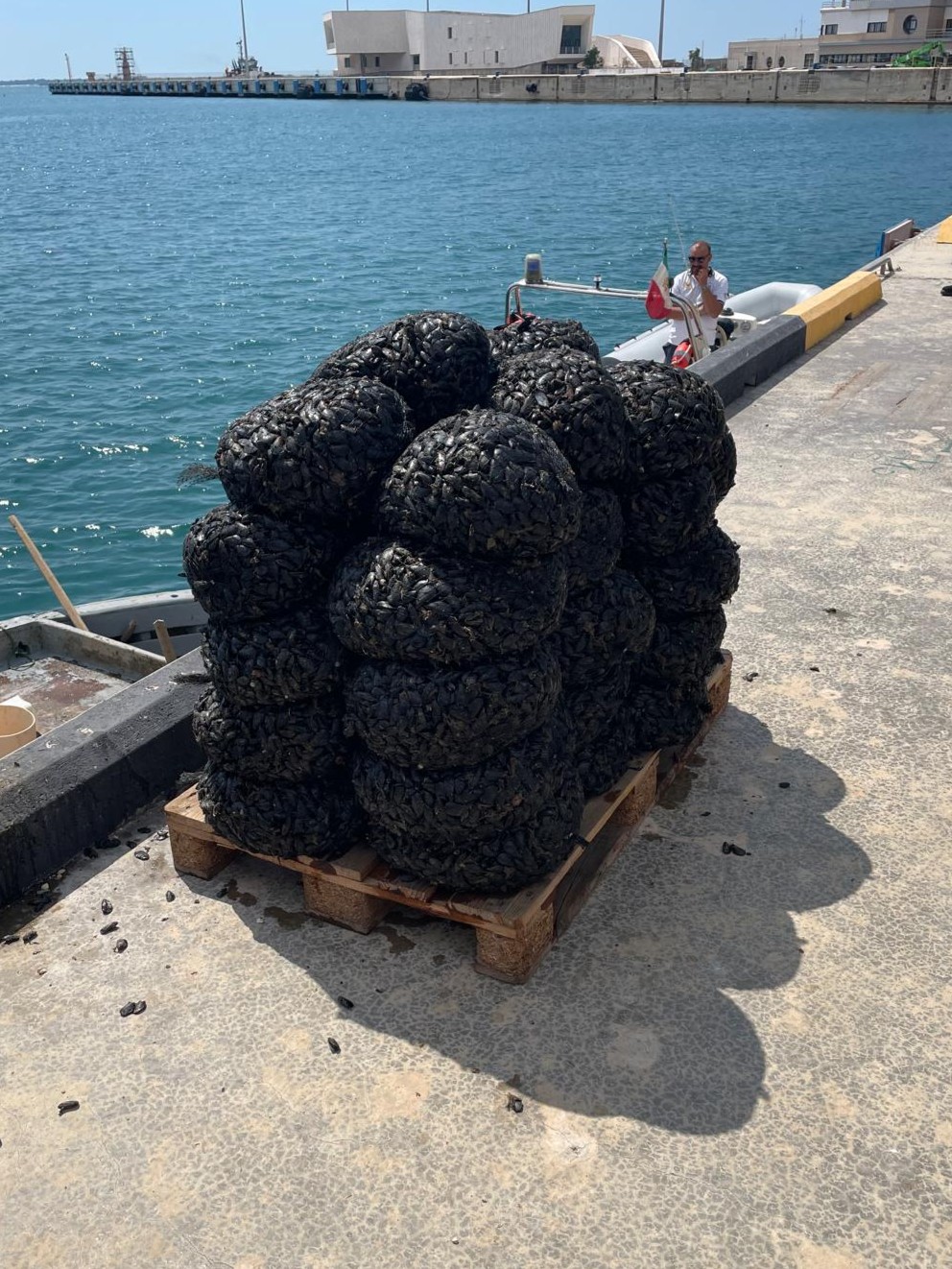 sequestrati 680 kg di cozze allevate illegalmente nel Mar Piccolo di Taranto