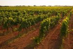 Vigneti del Primitivo di Manduria minacciati dal progetto eolico in provincia di Taranto