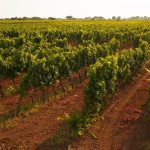 Vigneti del Primitivo di Manduria minacciati dal progetto eolico in provincia di Taranto