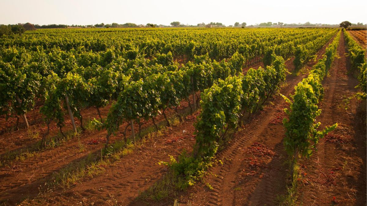 Vigneti del Primitivo di Manduria minacciati dal progetto eolico in provincia di Taranto