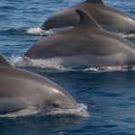 Delfini nel Golfo di Taranto durante attività di citizen science sulla Blue Economy.