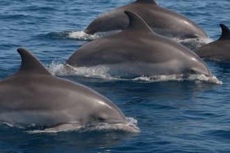 Delfini nel Golfo di Taranto durante attività di citizen science sulla Blue Economy.