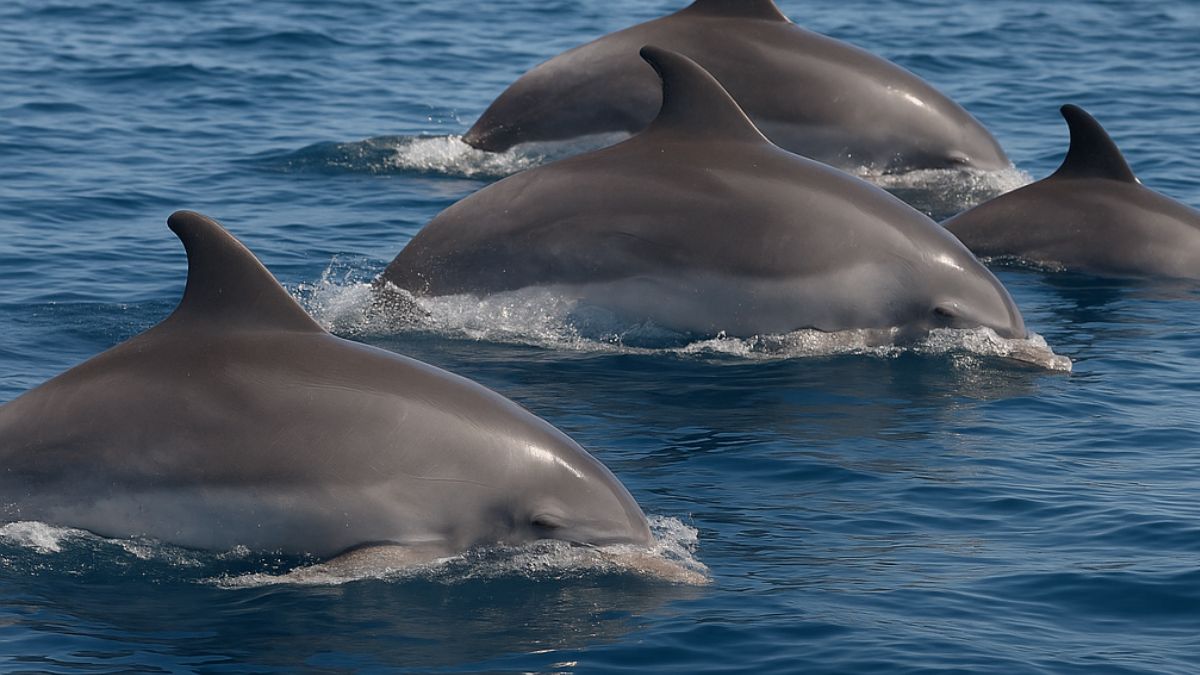 Delfini nel Golfo di Taranto durante attività di citizen science sulla Blue Economy.