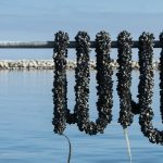 Mitilicoltori di Taranto durante le attività di sostegno alla mitilicoltura nel Mar Piccolo