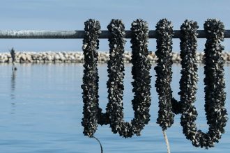 Mitilicoltori di Taranto durante le attività di sostegno alla mitilicoltura nel Mar Piccolo