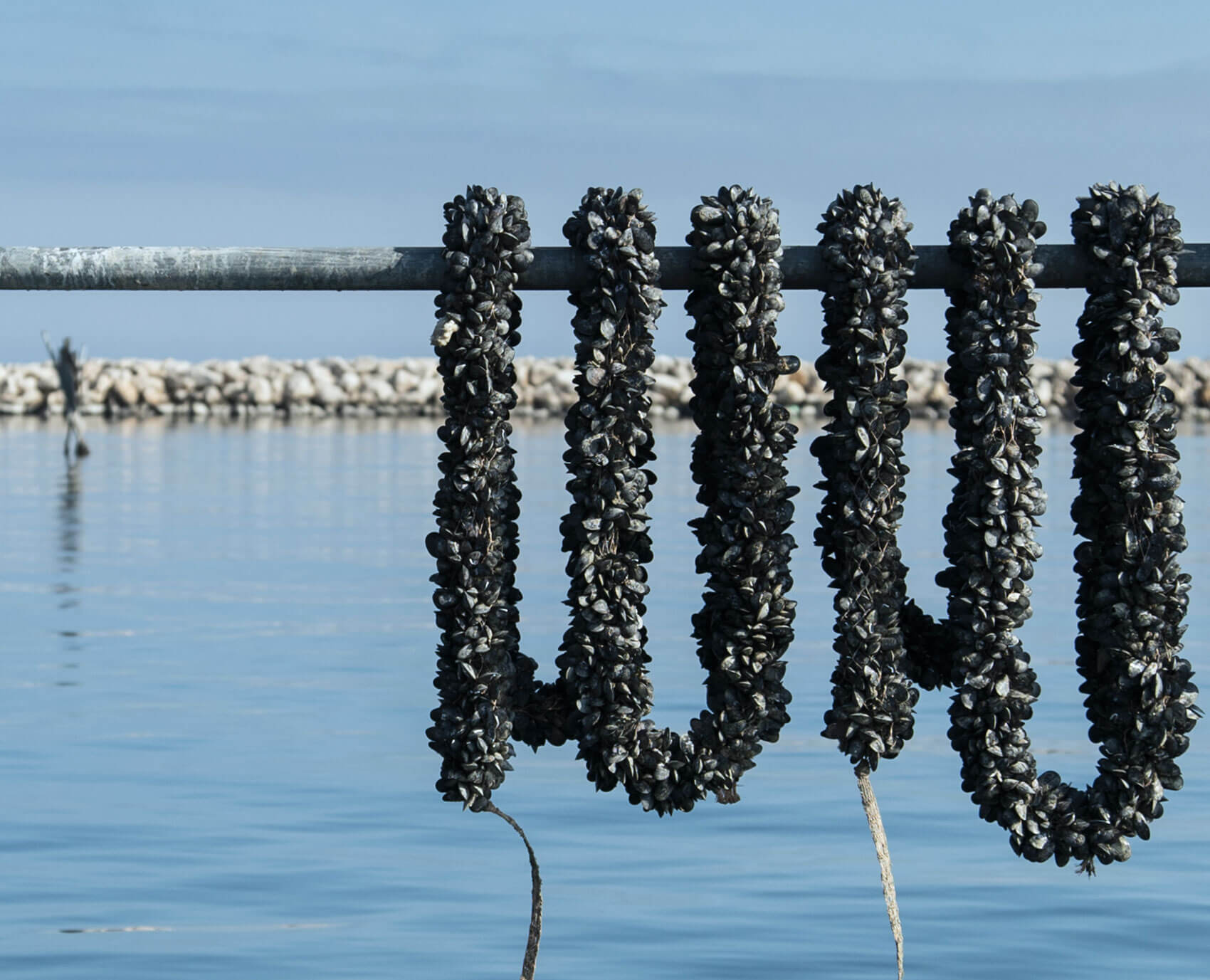 Mitilicoltori di Taranto durante le attività di sostegno alla mitilicoltura nel Mar Piccolo